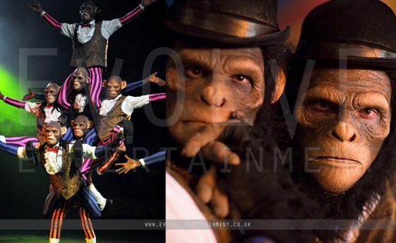 Chimps 3
